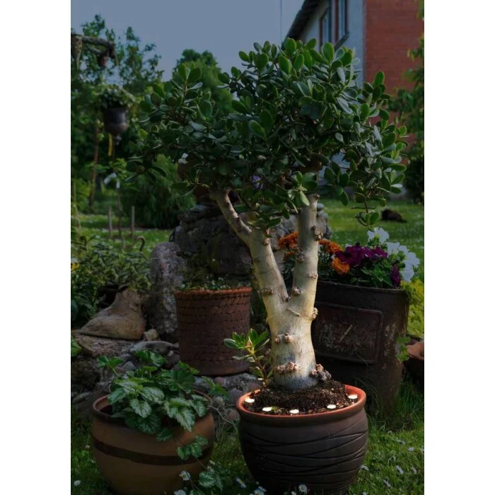 Eglo SPINETOLI Toma de jardin con estaca LED Transparente, claro, 6 luces